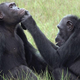A chimpanzee female, Roxy, applies an insect to a wound on the face of an adult chimpanzee male named Thea.